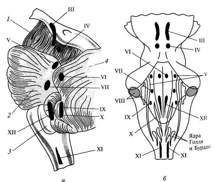 Каким номером на рисунке обозначен продолговатый мозг. Ядра черепных нервов продолговатого мозга. Ядра продолговатого мозга схема. Ядра ЧМН В продолговатом мозге. Переключательные ядра продолговатого мозга.