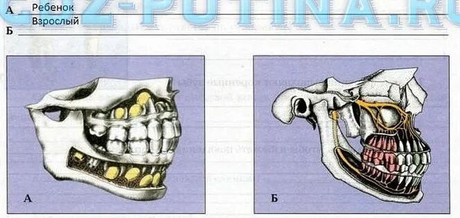 Рисунок зуба по биологии 8 класс. Зубы где какие биология 8 класс. Где изображены зубы взрослого человека, а где зубы ребёнка. Расположение зубов в челюсти рисунок биология 8 класс.