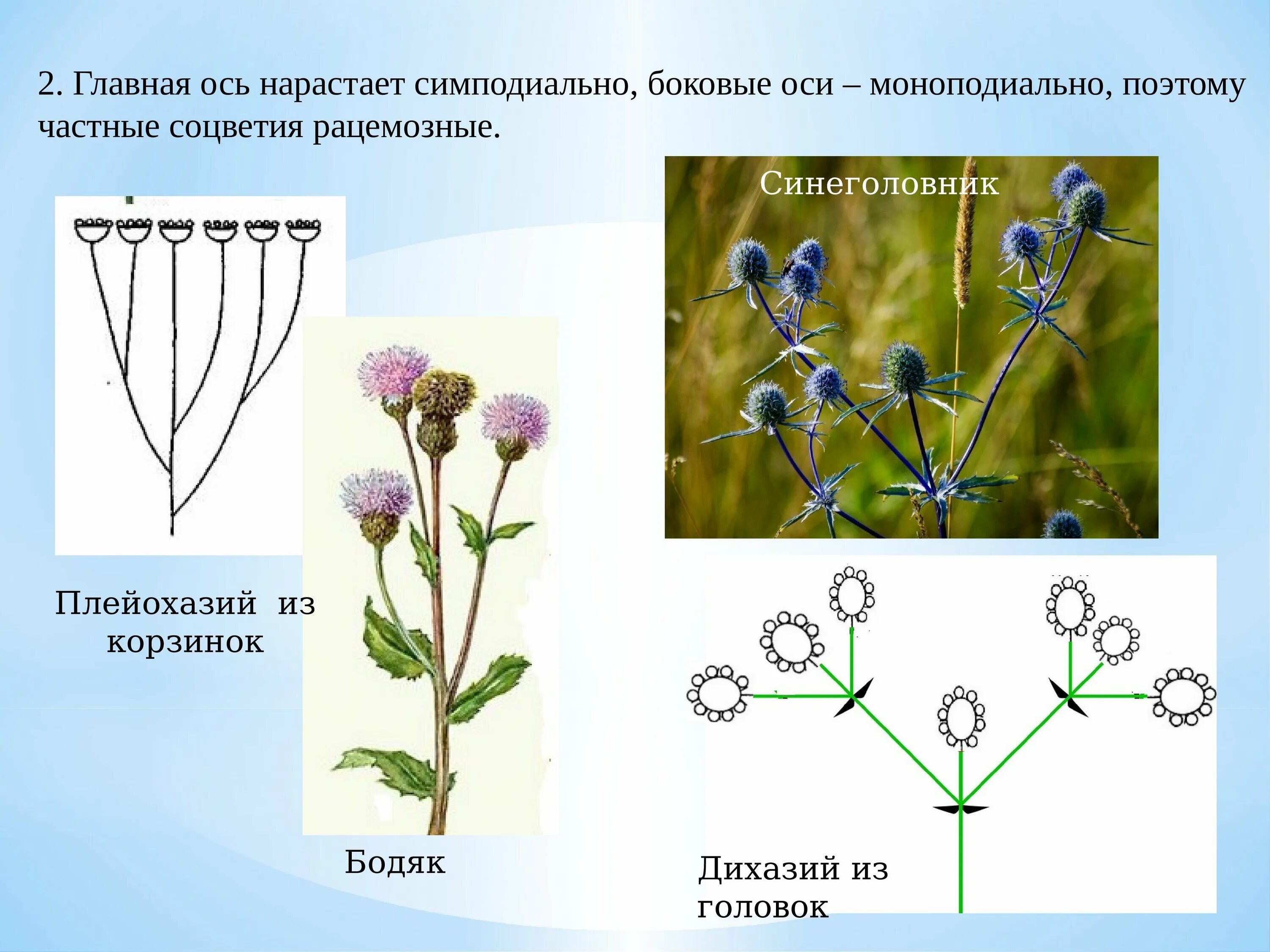 Тип соцветия развилка. Дихазий и монохазий. Типы соцветий. Соцветие развилка примеры. Дихазий и плейохазий.