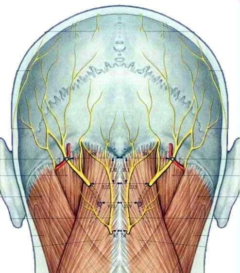 Причины боли у основания черепа. Малый затылочный нерв анатомия. Большой затылочный нерв анатомия. Анатомия человека затылочный нерв.