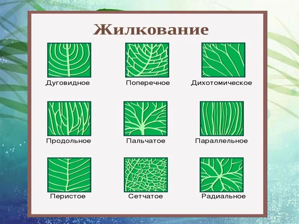 Перисто сетчатое жилкование листовой пластинки. Перистое жилкование листа рисунок. Перисто краевое жилкование листа. Форма жилкование и Тип листа. Параллельное 2 дуговидное 3 пальчатое 4 перистое