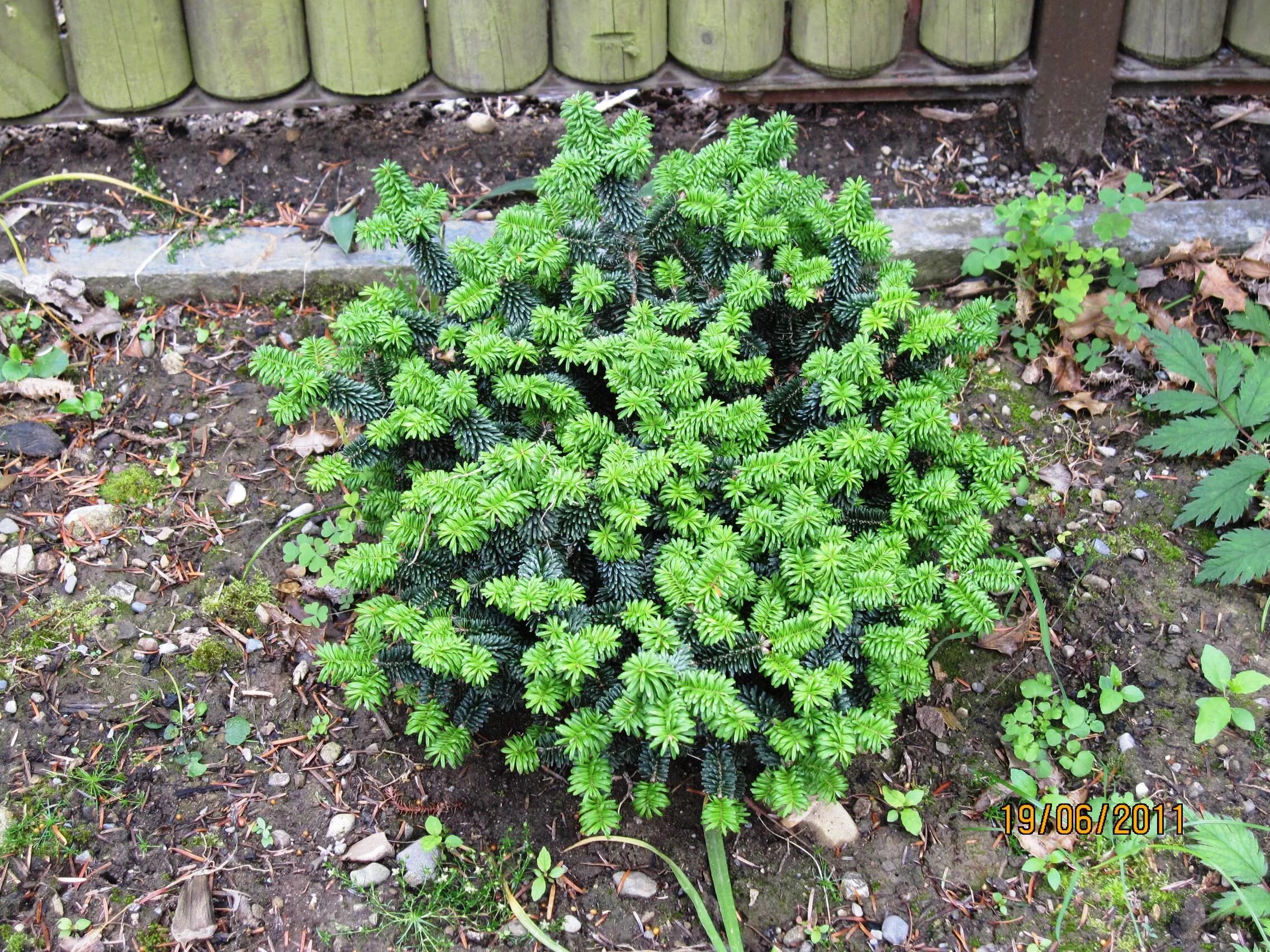 Пихта корейская (abies koreana p9). Пихта корейская грин глоб. Пихта бальзамическая "пикколо" (piccolo). Пихта nana. Пихта бальзамическая пикколо.