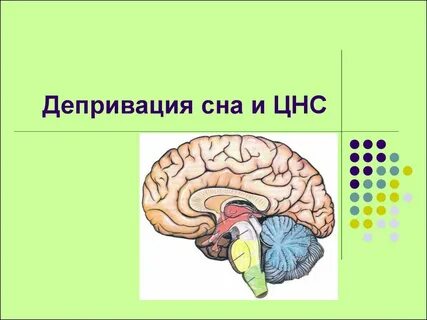 Сон и нервная система