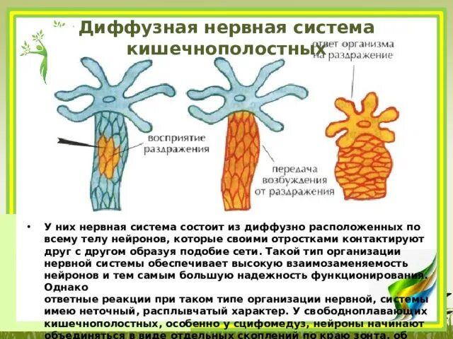Диффузная нервная система. Диффузная нервная система кишечнополостных. Наличие диффузной нервной системы. Диффузная нервная система описание. Радиальная симметрия диффузная нервная система анаэробное