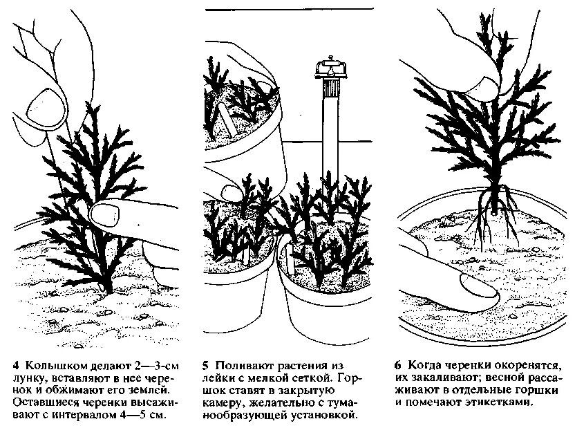 Рододендрон размножение черенками. Размножение можжевельника черенкованием. Черенкование можжевельника весной. Вегетативное размножение можжевельника. Можжевельник казацкий размножение черенками.