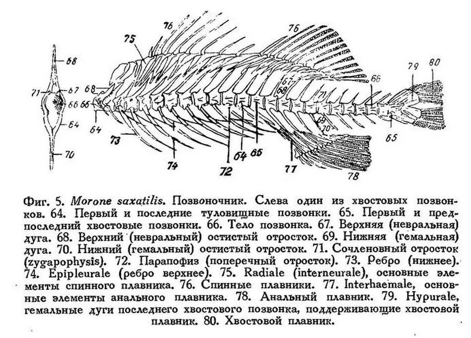строение рыбы внешнее для детей. схема плавников рыбы. внешнее строение речного окуня биология 7 класс. внешешнее строение рыбы. осевой скелет костистой рыбы.
