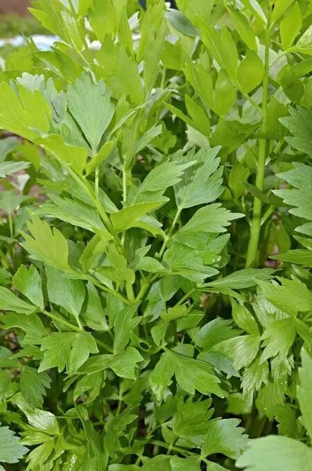 Любисток многолетний. Любисток вкус. Любисток куст. Любисток преображенский семко. Любисток вкус.