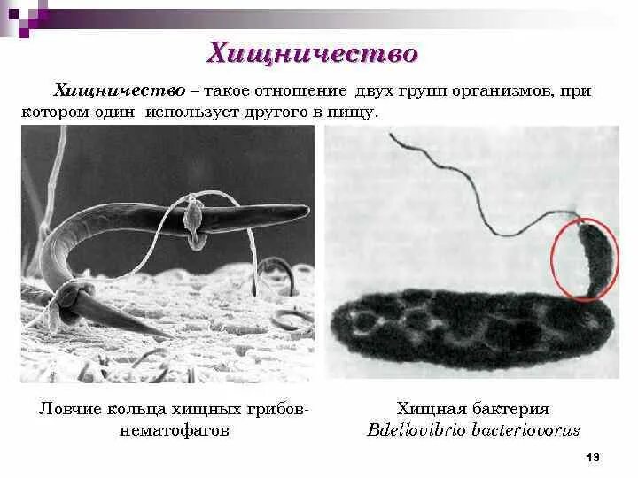 Хищничество микроорганизмов. Бактерии хищники примеры. Хищничество примеры в микробиологии. Хищничество между микроорганизмами.