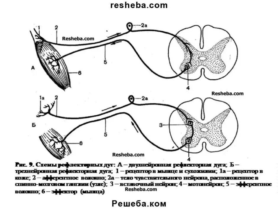 Строение рефлекторной дуги рисунок. Строение рефлекторной дуги схема. Рефлекторная дуга простая и сложная схема. Схемы структуры рефлекторной дуги. Сложная соматическая рефлекторная дуга схема.