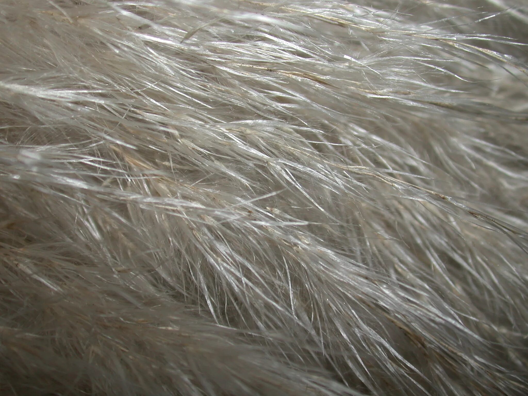 шерсть. шерсть животных окружающий мир. исследуем шерсть зверей. шерсть зверей окружающий мир. рассмотреть шерсть животных.