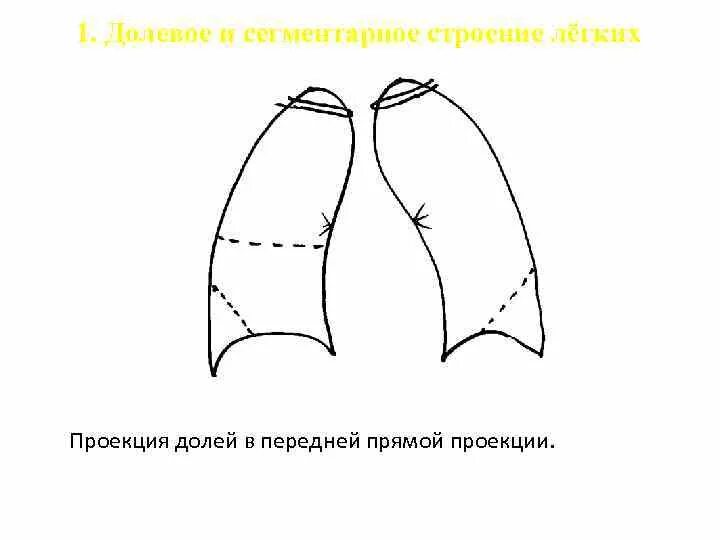 Строение легких в прямой проекции. Схема долевого строения легких в прямой проекции. Долевое строение легких в прямой проекции. Схема долевого строения легких в боковой проекции. Легкие в прямой проекции