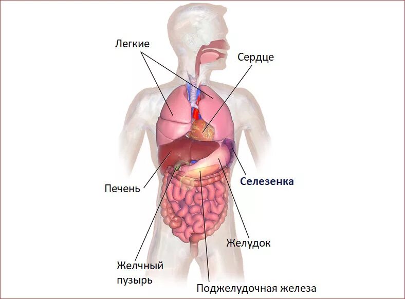 Селезенка на теле