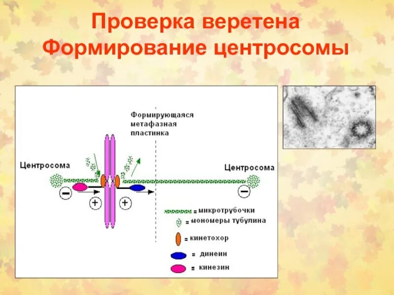 Вещество разрушающее микротрубочки веретена деления. Формирование центросомы. Формирование веретена деления. Регуляция деления. Механизмы регуляции деления клеток.