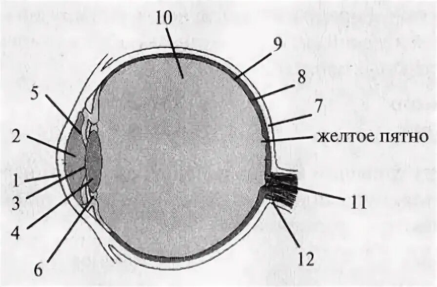 Прозрачная часть склеры, относящаяся к оптической системе. Оптическая система глаза. Оболочка глаза содержащая пигмент придающий цвет глазу на рисунке. К оптической системе глаза относится склера. Каким номером на рисунке обозначена сетчатка