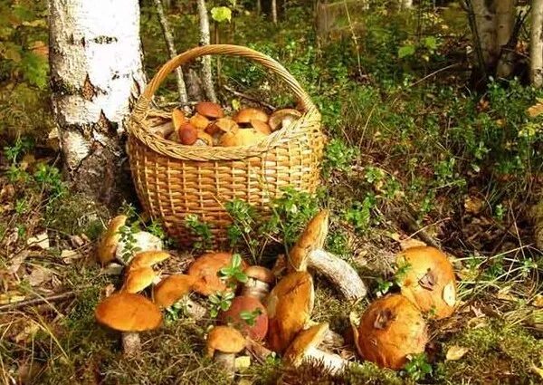 грибы собирают осенью. осенние грибы. осень грибы. женщина собирает ягоды. осенняя корзинка.