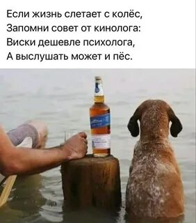 Подожди собака