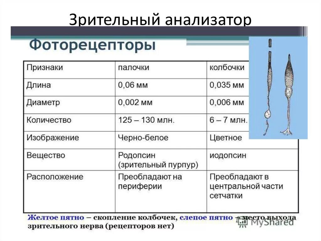 Фоторецепторы какой отдел. Строение глаза колбочки и палочки. Колбочки и палочки глаза функции и строение. Характеристика фоторецепторов колбочек и палочек. Зрение палочки и колбочки функции.