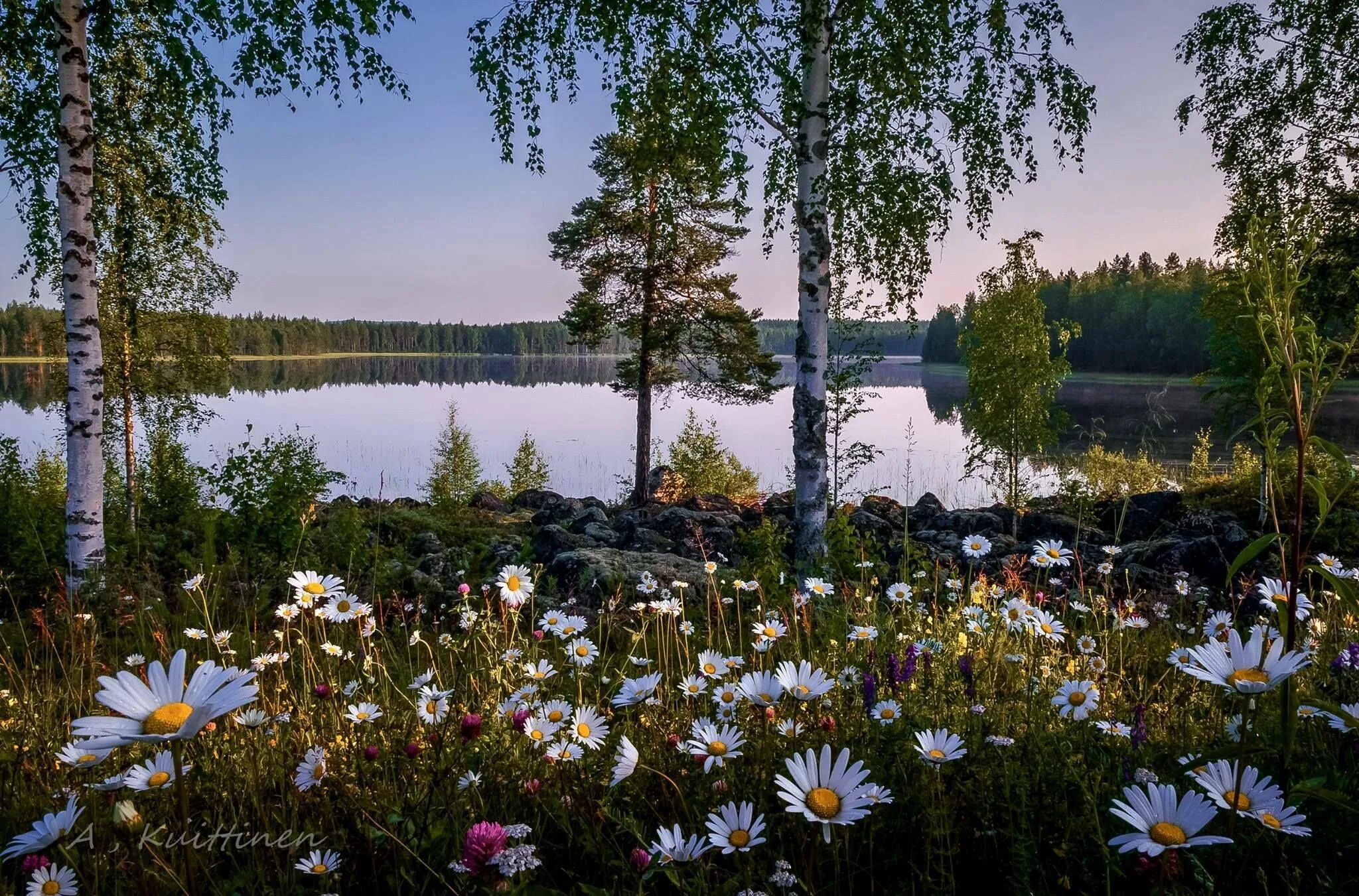 Березы и ромашки речка. Природа березы. Природа Финляндии летом. Природа березы ромашки. Березки ромашки
