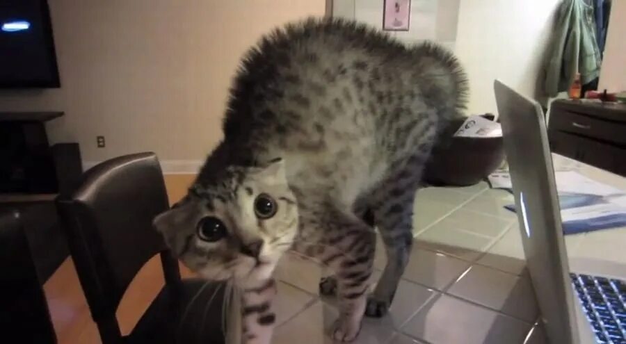 Испуганный кот. Кот испугался. Пугливые кошки. Напряженный кот. Удивенный котэ.