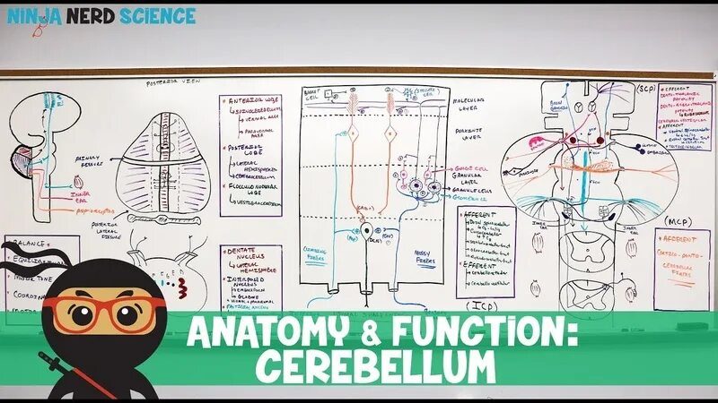 Ninja nerd. Ninja_nerd_lectures. ninja nerd cell cycle. ninja nerd lipid.