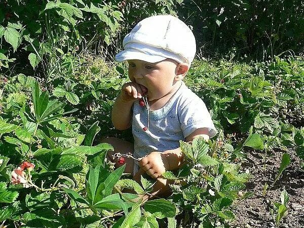 В саду ягоду рвала
