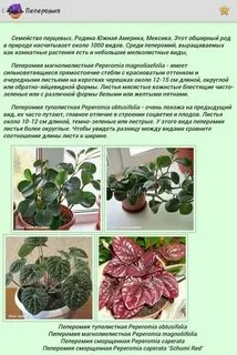 Опишите особенности растений пеперомии
