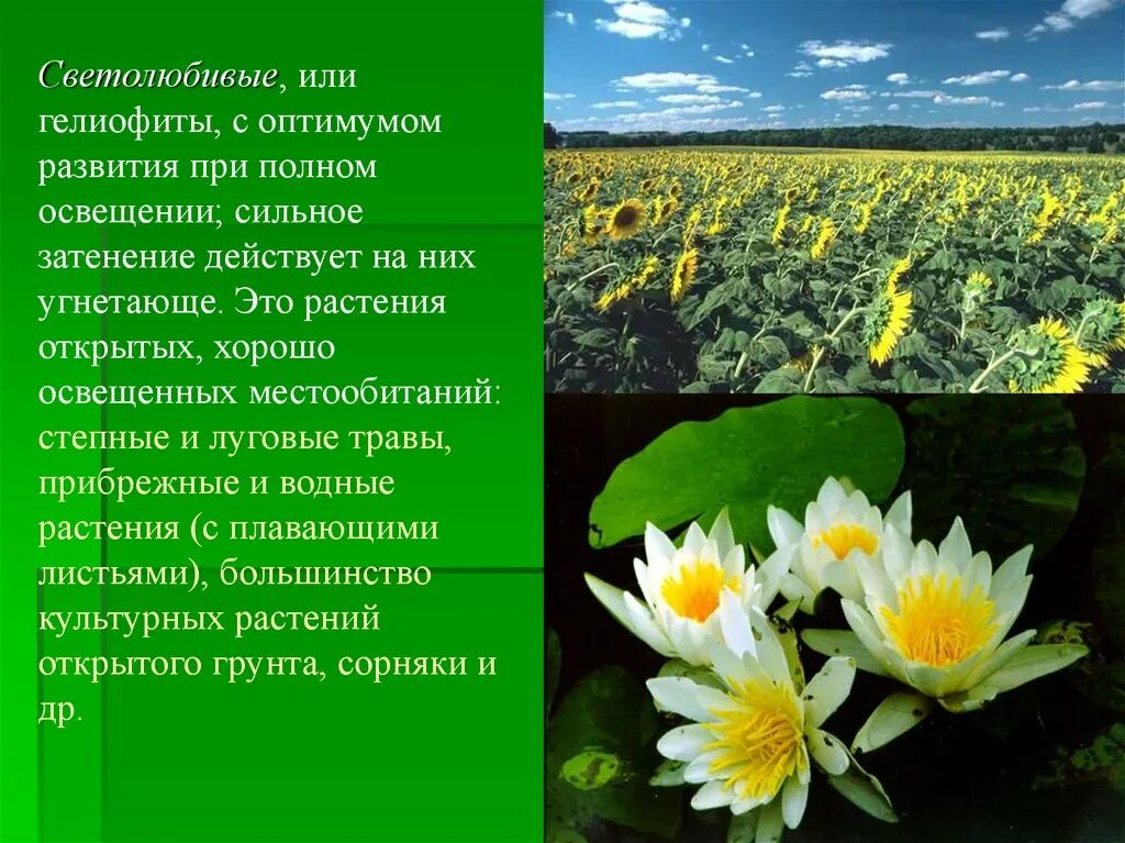 Экологические группы растений светолюбивые. Светолюбивые и тенелюбивые листья. Светолюбивые гелиофиты. Гелофиты свето любывые растения. Экологические группы растений.