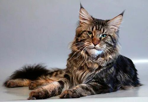 Самый лучший мейн кун. Американский мейн кун. европейский мейн-кун кошка. европейский мейн кун. американский и европейский мейн кун.
