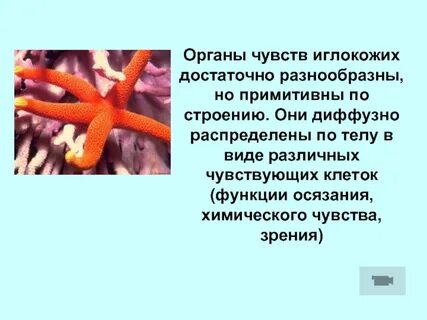Среди иглокожих нет хищников