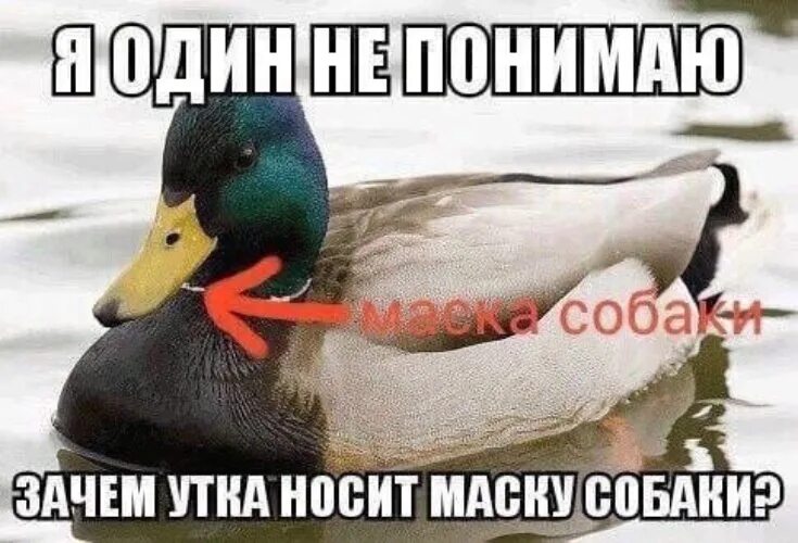 Почему утенок боялся прекрасных