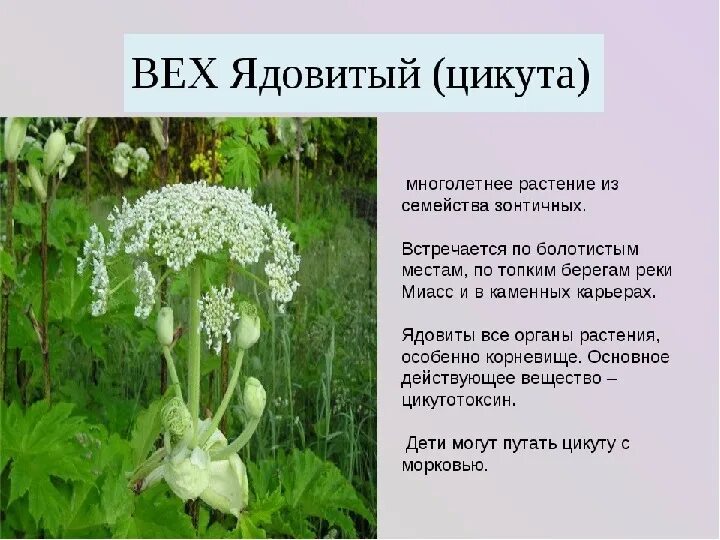 Информация - Сайт