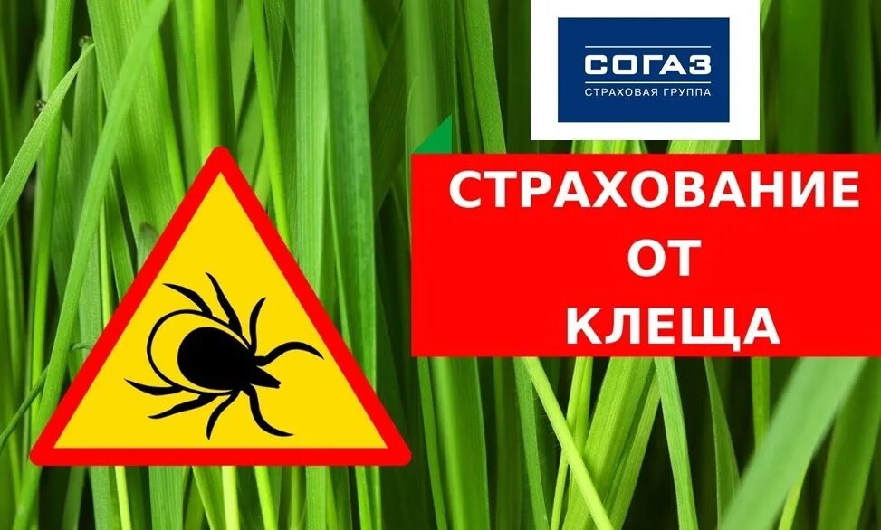 Страхование от клеща. Антиклещ. Страхование Антиклещ. Полис Антиклещ.