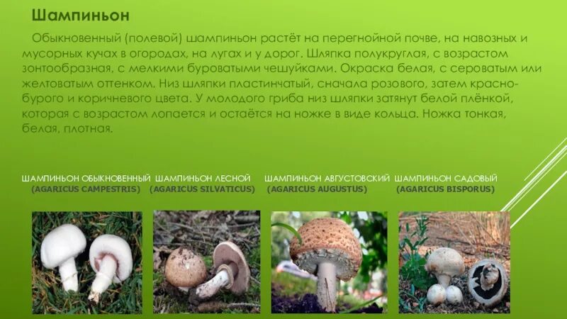 С какого возраста можно давать детям шампиньоны. Шампиньон Лесной Agaricus silvaticus. Шампиньоны описание. Ложный шампиньон описание. Информация о грибе шампиньон.