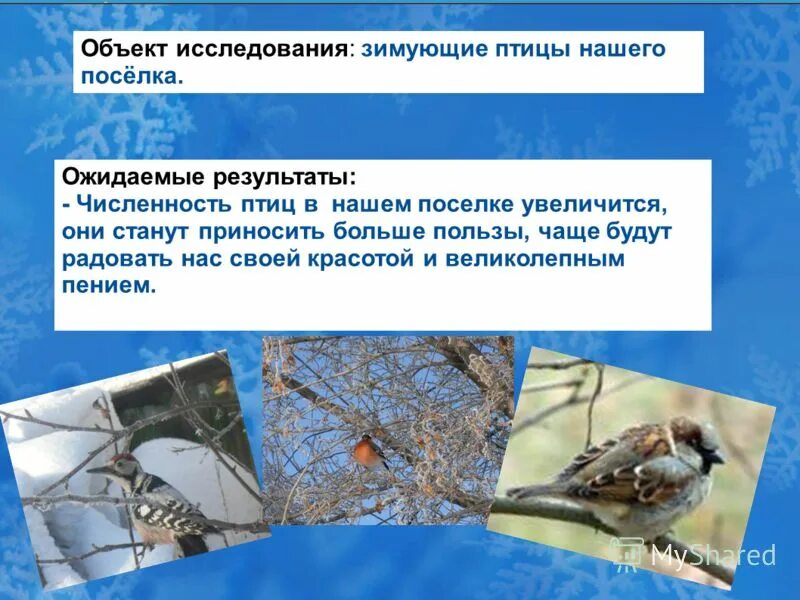 что меняется в поведении птиц зимой. исследовательская работа зимующие птицы. зимующие птицы список. какие птицы зимующие окружающий мир 2 класс. почему люди заботятся о птицах презентация.