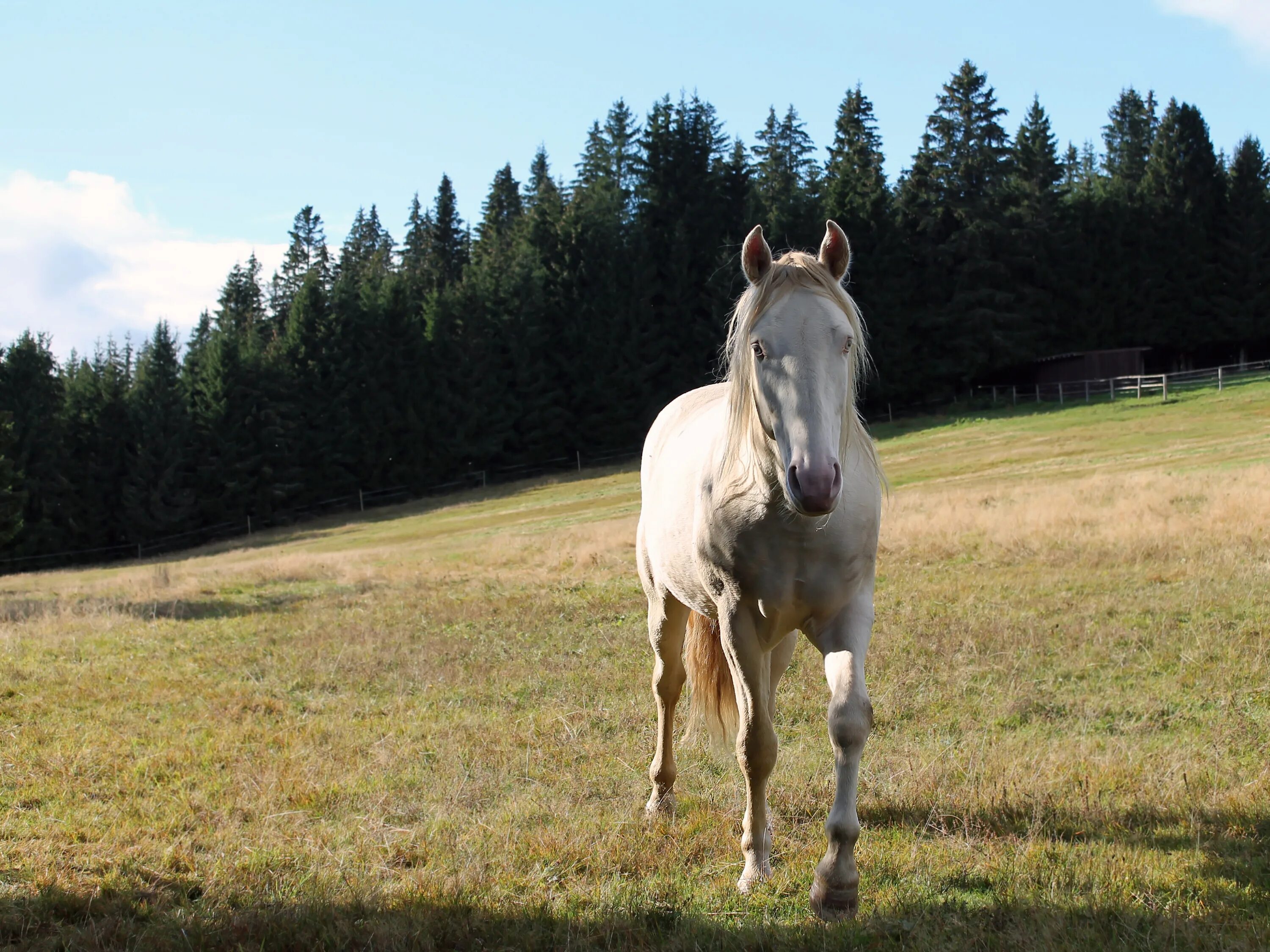 Вьючные животные. Белая лошадь фото пасется. Серые лошади в природе фото.
