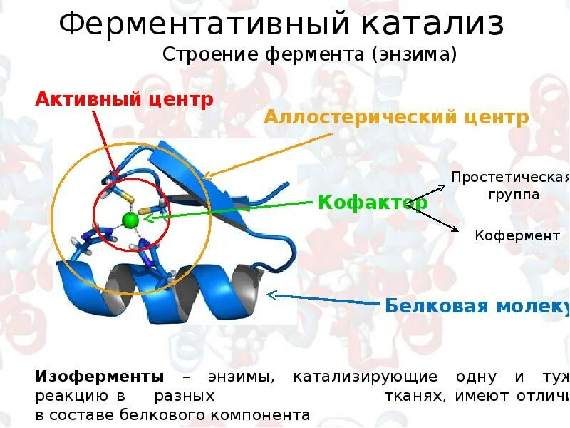 Структура активного центра фермента. Строение фермента. Структура ферментов. Ферментативный катализ. Активная группа фермента