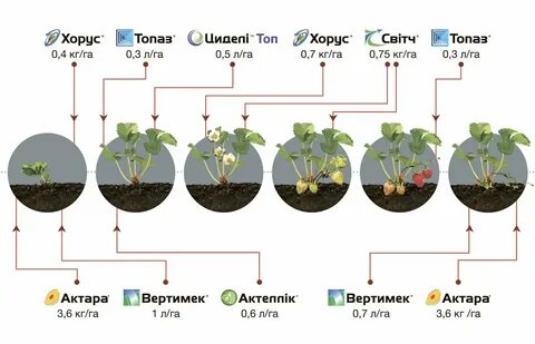 Клубника от цветения до созревания сколько дней