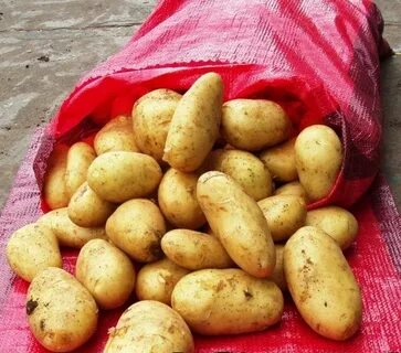 Египетский картофель