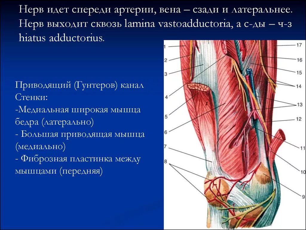 Бедренно подколенный канал Гунтера. Canalis adductorius анатомия. Гунтеров канал топографическая анатомия. Canalis vastoadductoria стенки.