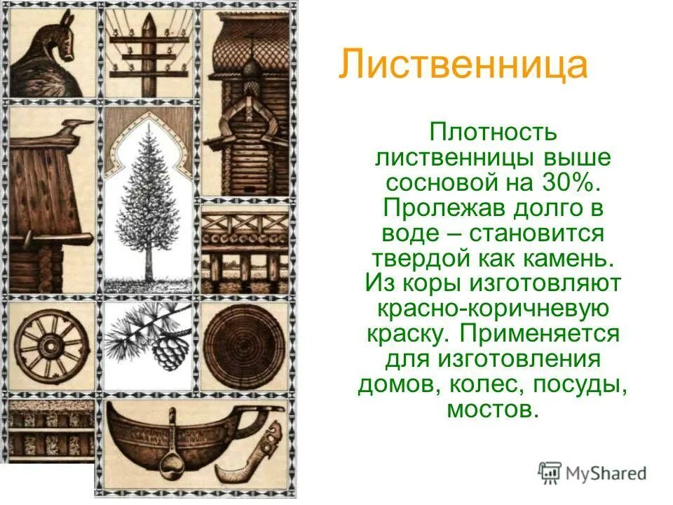 Как используется человеком лиственница. Применение лиственницы. применение древесины лиственницы. как используется лиственница. лиственница её применение.