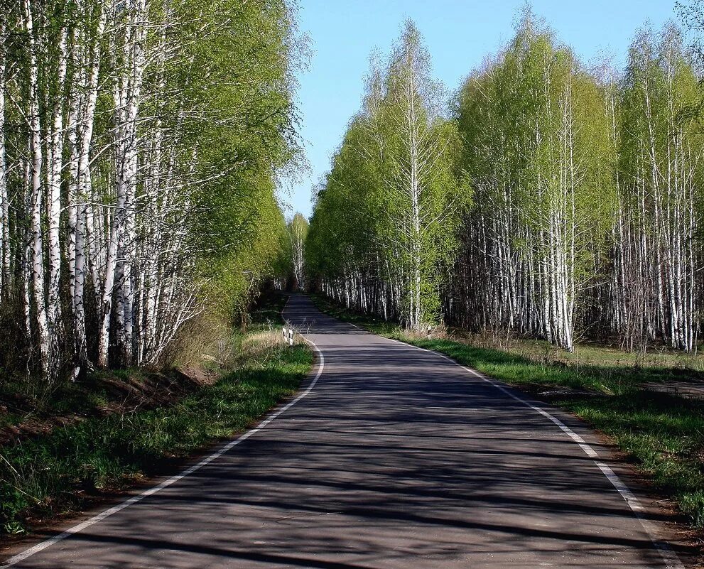 Две березки у дороги минус