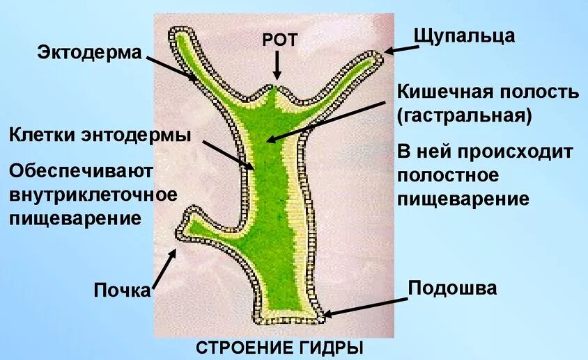 Имеет гастральную полость