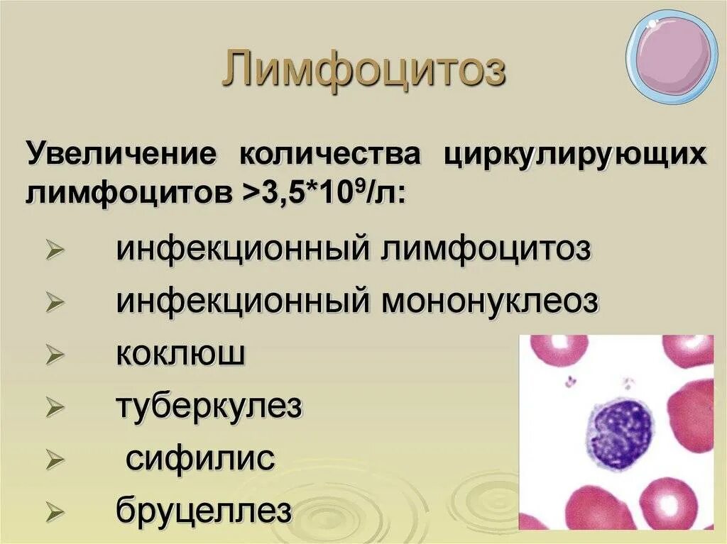 Почему пониженные лейкоциты в крови у женщин. Повышение лимфоцитов. Причины повышения лимфоцитов. Повышение лейкоцитов и лимфоцитов. Повышение лимфоцитов в крови.