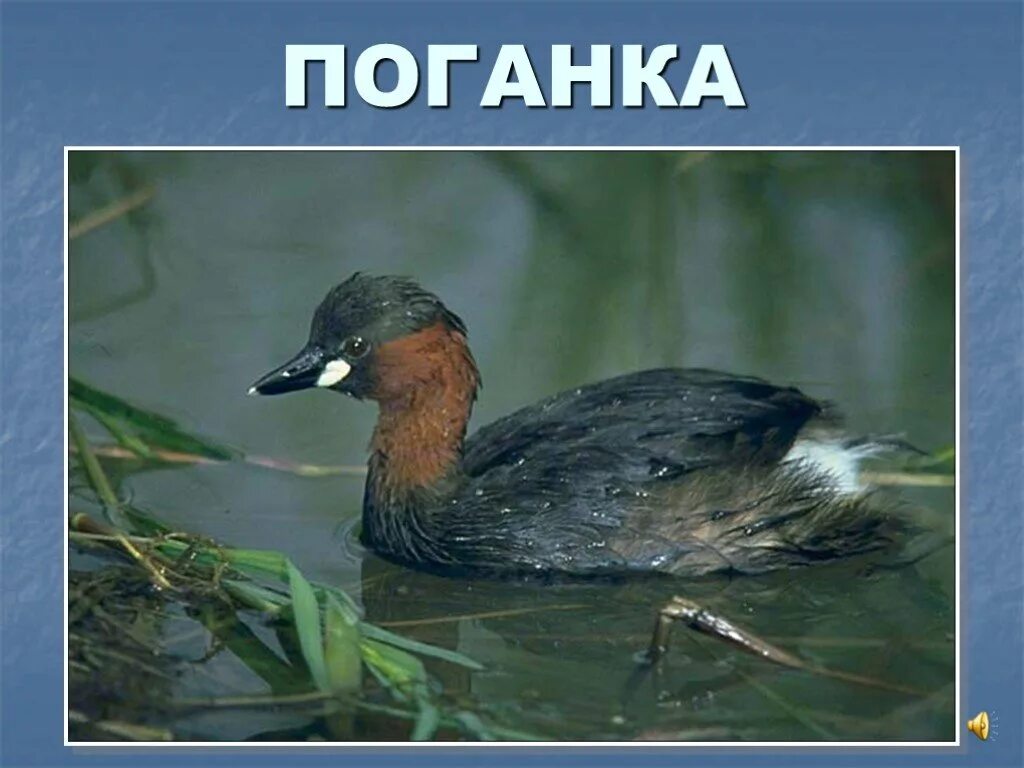 Утка малая поганка. Малая поганка Podiceps ruficollis (Pallas, 1764). Поганка малая (Podiceps ruficollis). Утка поганка черная. Маленькая поганка