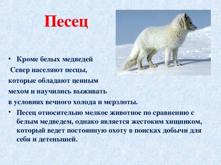 Песец рассказ для 1 класса окружающий мир животные холодных. Писец краткое описание для 1 класса. Рассказ о Песце 1 класс краткое содержание. Песец рассказ для 1 класса окружающий мир.