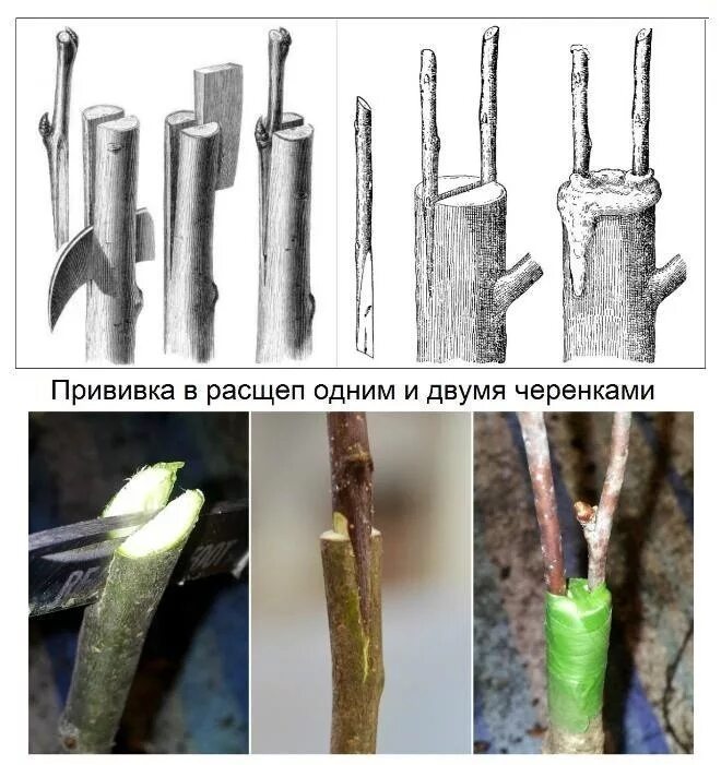 Стоит ли прививать. Прививка в расщеп плодовых деревьев. Прививка деревьев весной для начинающих в расщеп. Прививка яблони подвой привой. Прививка яблони врасщеп.