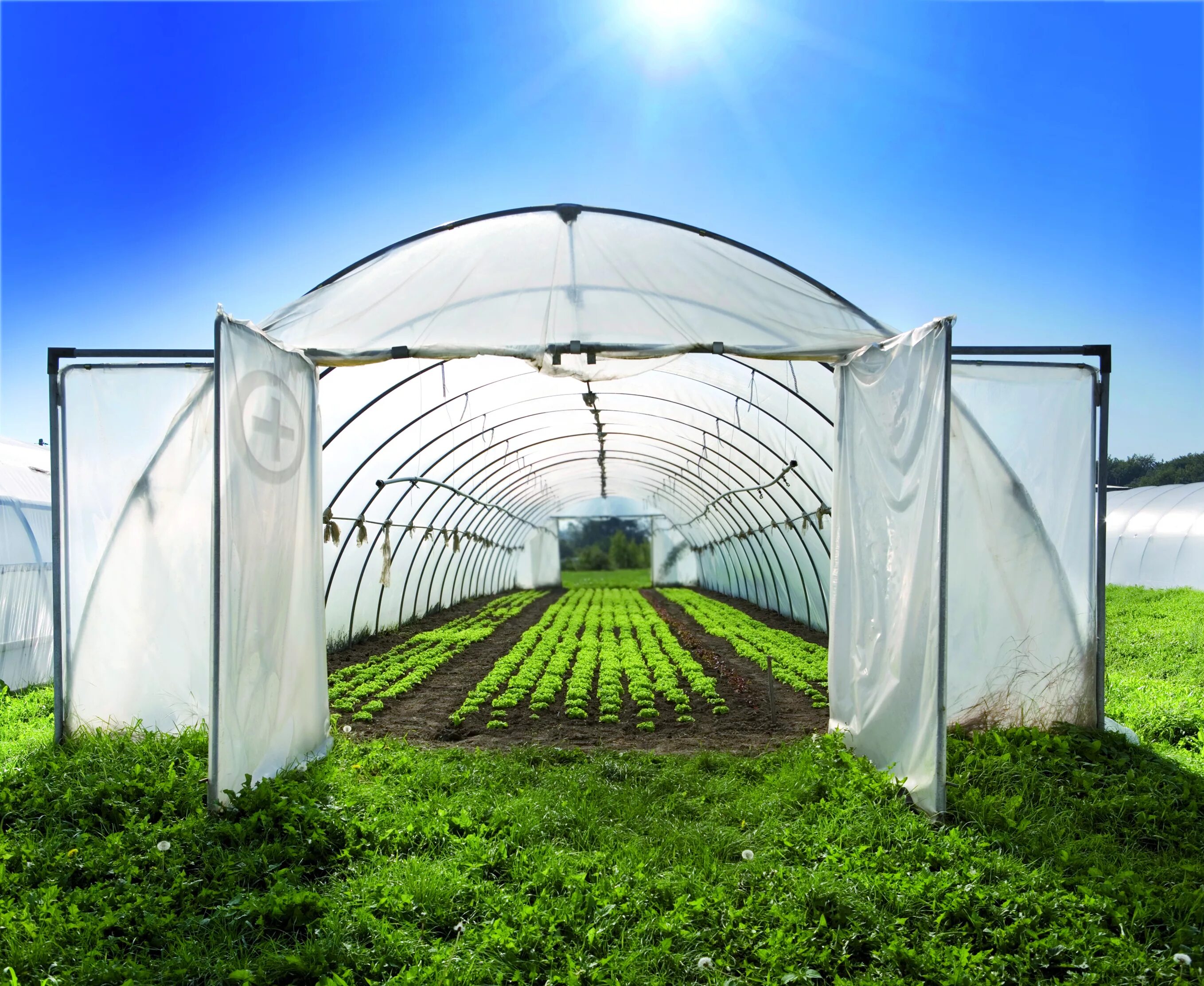 Парник Greenhouse. Теплицы Green House Greenhouse теплицы. Теплица пленочная Светлица. Теплица под пленку. Сооружения защищенного грунта