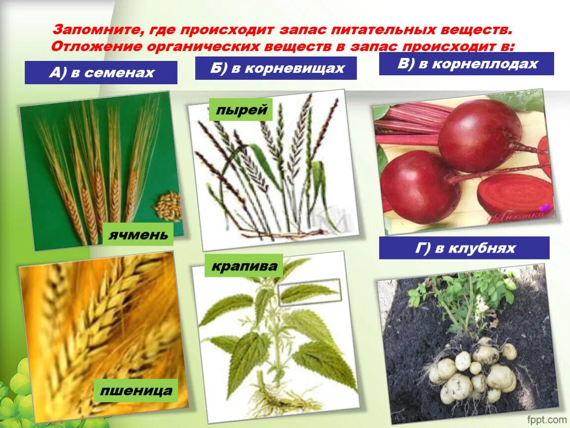 Какое значение отложение органических веществ в запас. Отложение органических веществ в запас. Запас органических веществ у растений. Запас питательных веществ у растений. Органические соединения растений.