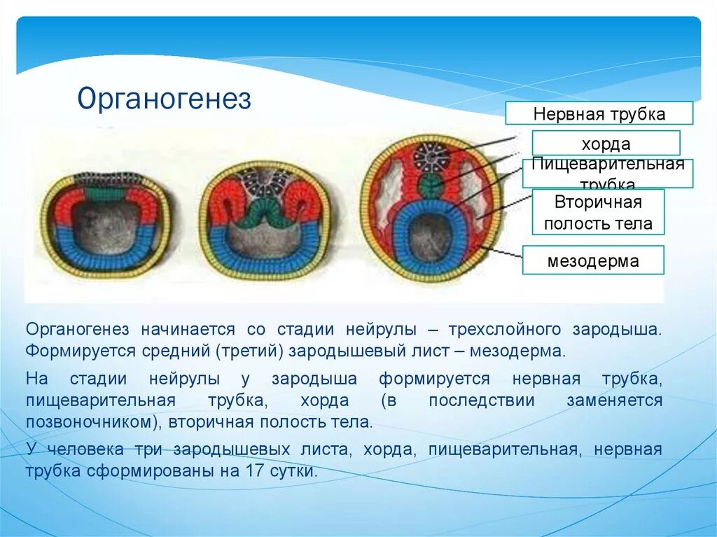 Эктодерма у позвоночных животных. Таблица эктодерма энтодерма. Зародышевые листки эктодерма энтодерма. Эктодерма мезодерма. Эктодерма мезодерма энтодерма таблица.