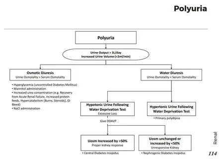 Polyuria латынь